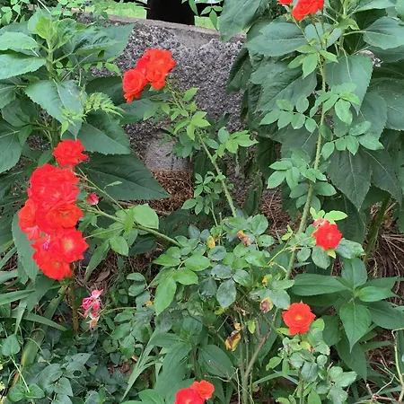 Bed and breakfast Un Temps Pour Le Reve 3*