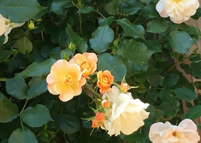 Un Temps Pour Le Reve Panzió 3*