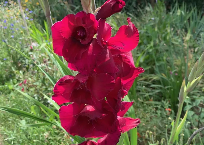 Panzió Un Temps Pour Le Reve Valence