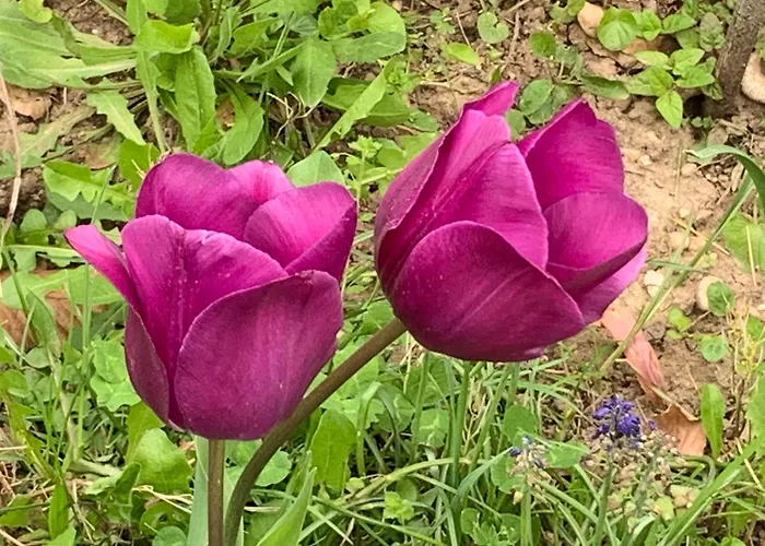 Un Temps Pour Le Reve Valence