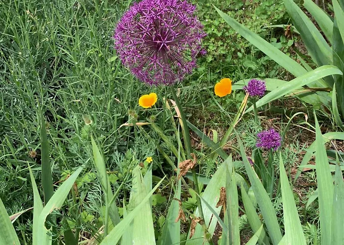 Panzió Un Temps Pour Le Reve