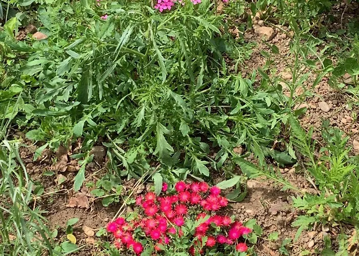 Panzió Un Temps Pour Le Reve 3*