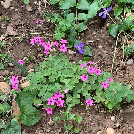 Un Temps Pour Le Reve 발랑스
