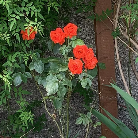 Un Temps Pour Le Reve Bed & Breakfast Guilherand-Granges