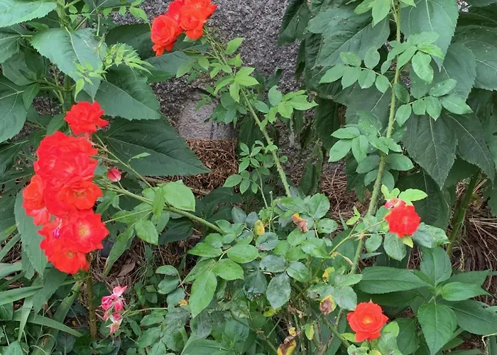 Alojamento de Acomodação e Pequeno-almoço Un Temps Pour Le Reve 3*