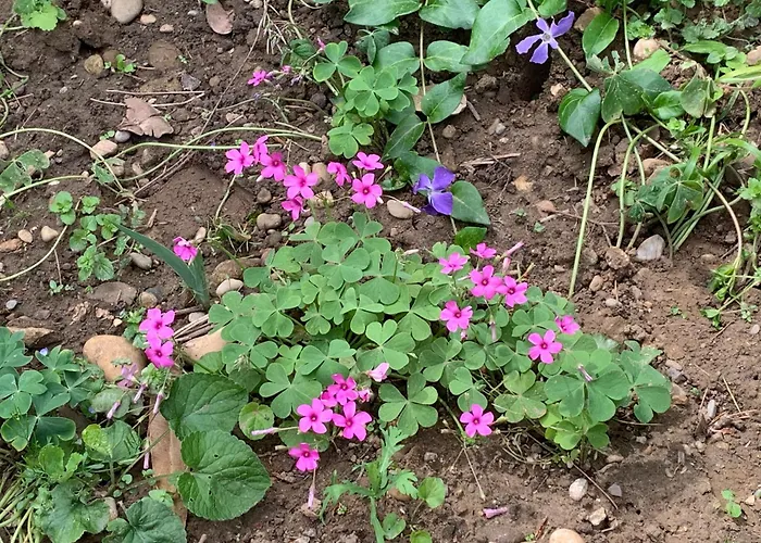 Un Temps Pour Le Reve Valence (Drome)